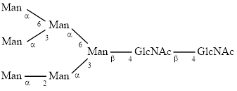 M6 glycan (Man6)